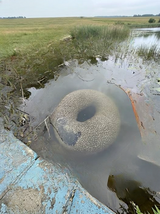 The Floating Shadow: How an Abandoned Inner Tube Turned a Quiet Walk into Unease