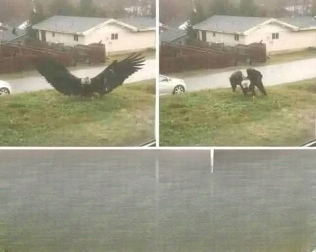 A Mysterious Giant Bird Spotted in Texas Has Scientists and Birdwatchers Searching for Answers