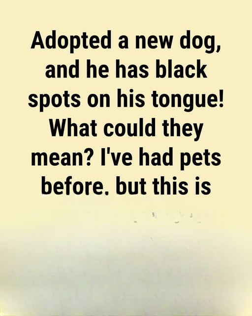 Black Spots on a Dog’s Tongue: What They Mean and When Pet Owners Should Pay Attention