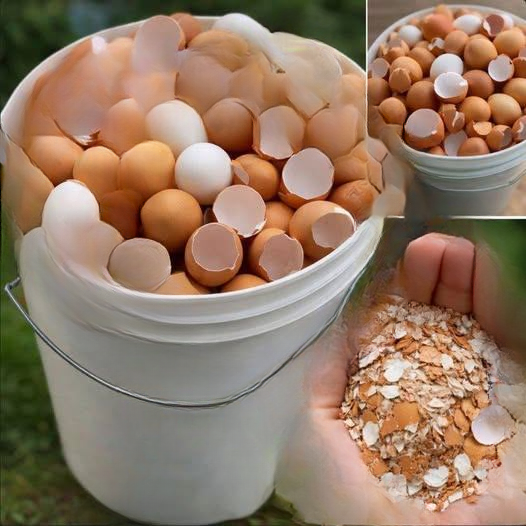 Don’t Toss Those Eggshells: 17 Smart and Surprising Ways to Reuse Them