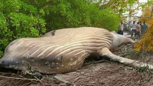 Mystery of the Whale Found Deep in the Jungle: What Scientists Believe Happened