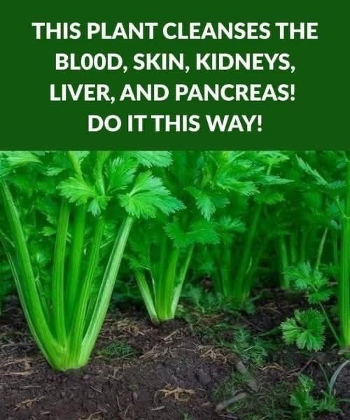 Why Celery Is Often Linked to Better Digestion, Hydration, and Brain Health