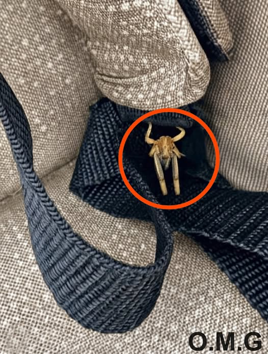 Strange Creatures Hiding in Cars? What People Should Know About Solifugae