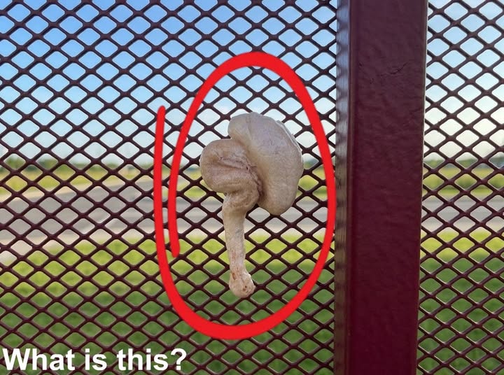 Strange Jelly-Like Growth on a Fence? It May Be Exidia
