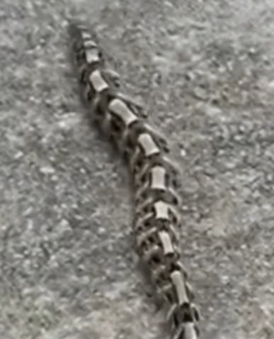 I Saw Something Strange in the Yard — Then I Realized It Was One of the World’s Most Dangerous Snakes
