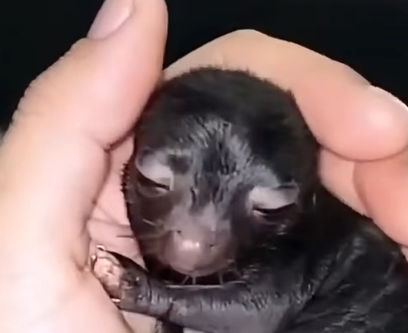 Rescuers Were Stunned by a Tiny Mystery Animal Found in the Forest — The Truth Surprised Everyone