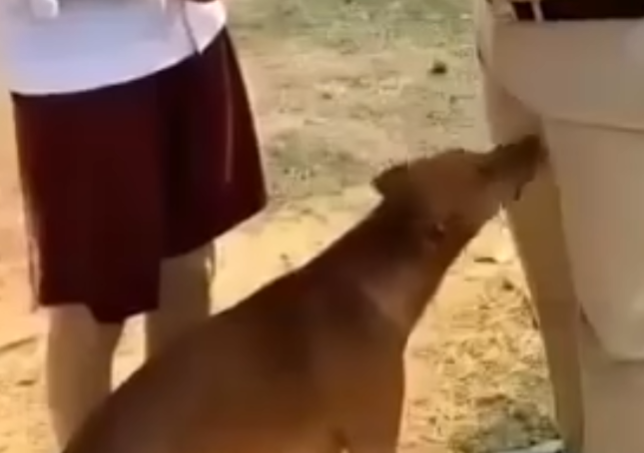 Why Dogs Sniff People in Awkward Places — The Science Behind the Behavior