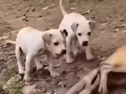 Giant Snake Attacks Dog Near Riverbank as Another Dog Watches Over Puppies