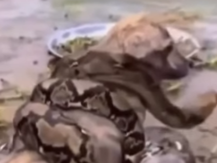 Heroic Rescue Story Captures Attention After Dog Escapes Python Attack