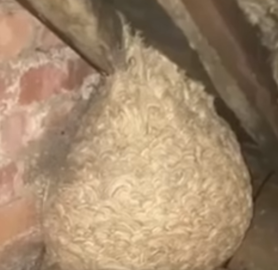 Man Discovers Massive “Hornets’ Nest” in Attic — What Was Hidden Inside Left Him Shocked