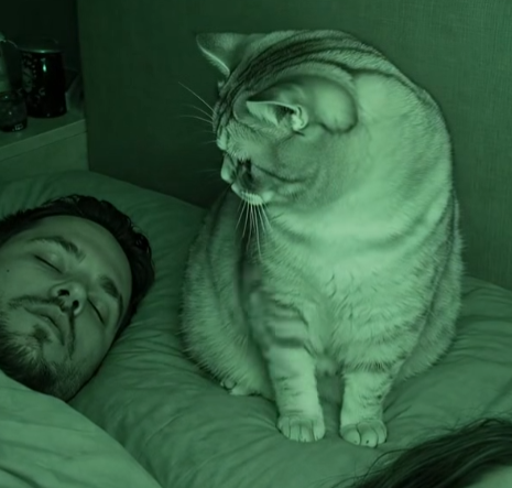 Every Night Our Cat Watched Us Sleep — The Camera Finally Revealed the Funny Truth