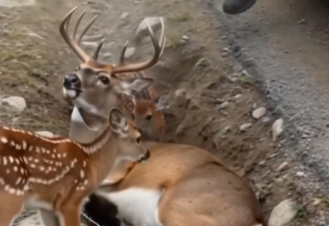 Farmer Rescues Trapped Deer as Baby Birds Cry Overhead