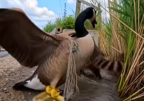 Trapped Mother Goose Defends Her Goslings Until a Stranger Steps In