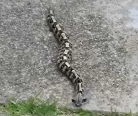 In the Morning, I Thought It Was Just a Toy in the Yard — Then It Moved