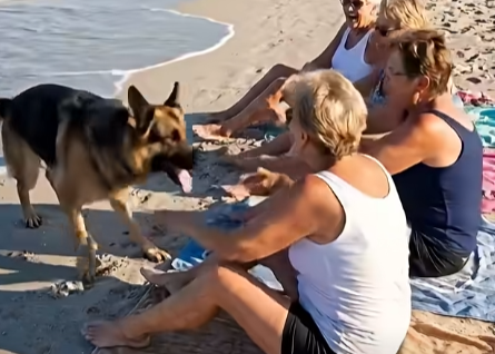 Beachgoers Thought a Barking Dog Wanted Food — Then They Noticed Something Terrifying in Its Fur