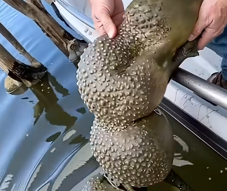 Strange Jelly-Like Clusters in Oklahoma Lake Turn Out to Be Ancient Harmless Life Forms