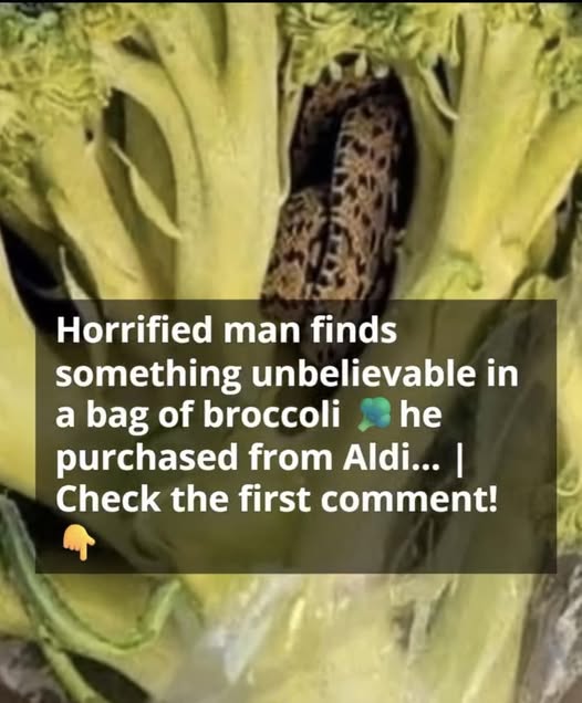 Shopper Shocked After Discovering Live Snake Hidden Inside Bag of Broccoli