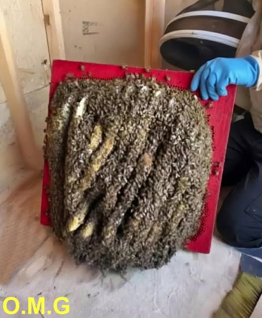 The Strange Humming Beneath Our New House Turned Out to Be Something No One Expected