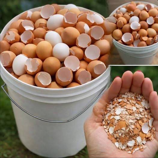 17 Practical Uses for Eggshells in Gardening, Cleaning, and DIY Projects