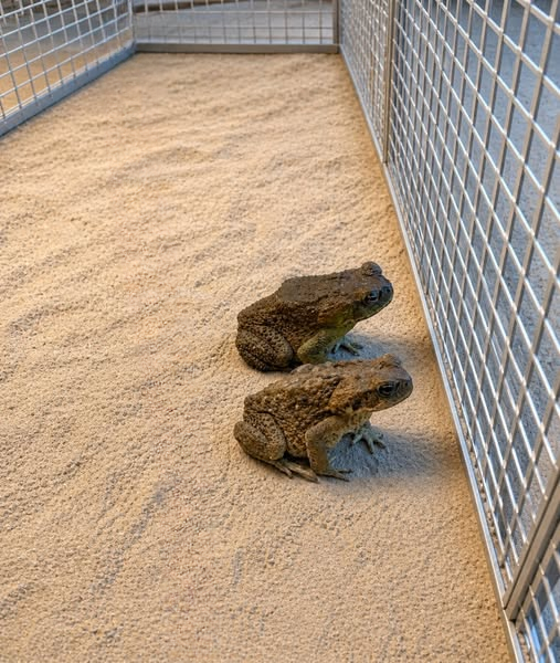 Why Toads May Appear Around Your Home and What It Means