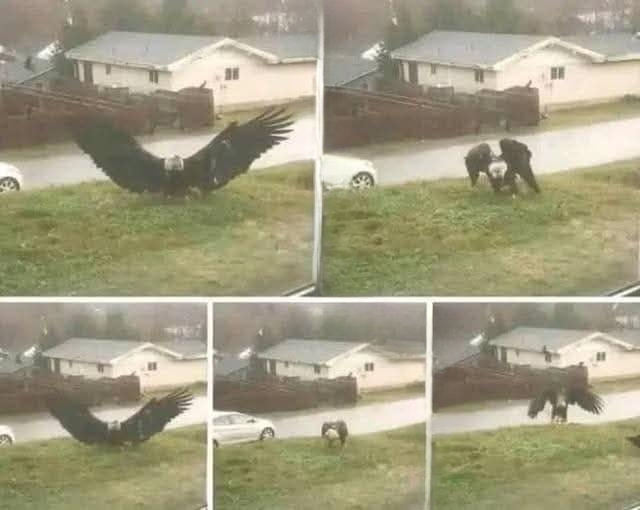 Giant Eagle Captured on Camera Leaves Onlookers Amazed