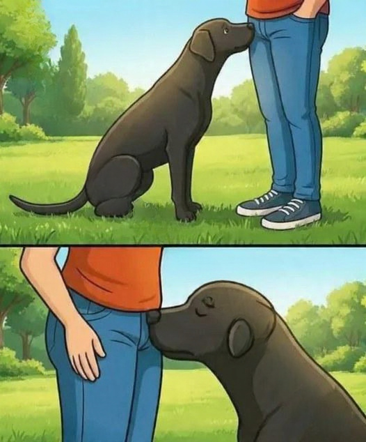 Dog Sniffing Explained: What Your Pet Is Trying to Tell You