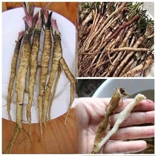 Dandelion Root: What Tradition and Science Say About This Humble Plant
