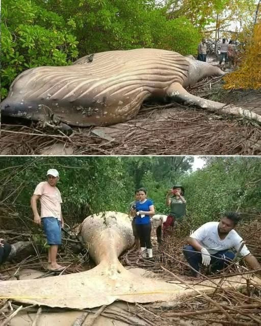 Whale Found Deep in the Jungle Leaves Scientists Searching for Answers