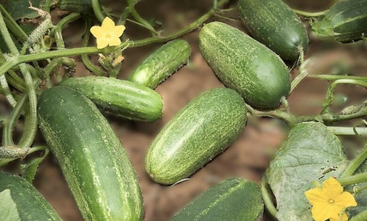 Cucumber Water Benefits and Risks: What Health Experts Really Say