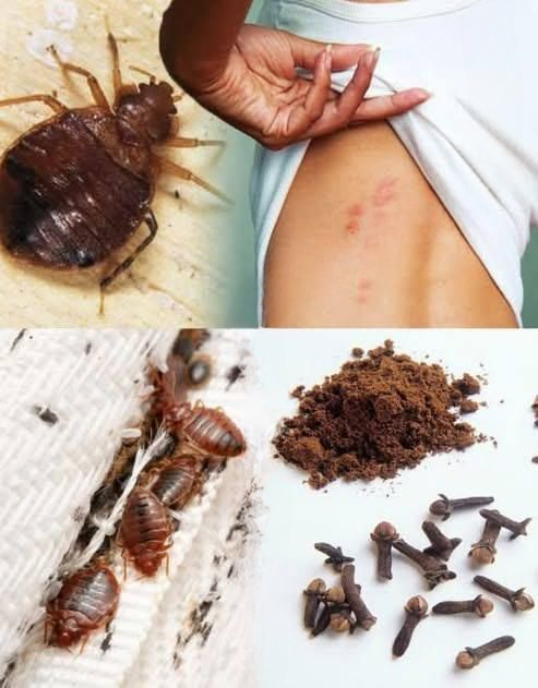 How to Use Cloves to Help Deter Bedbugs: Simple and Practical Methods