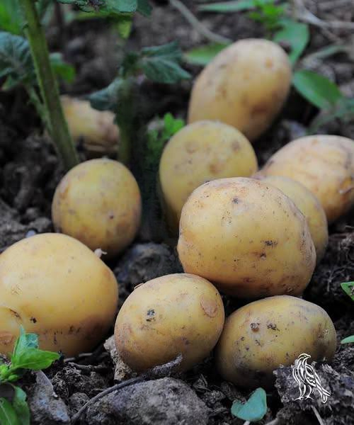 Doctors Say Potatoes Can Be Healthy — If You Prepare Them the Right Way
