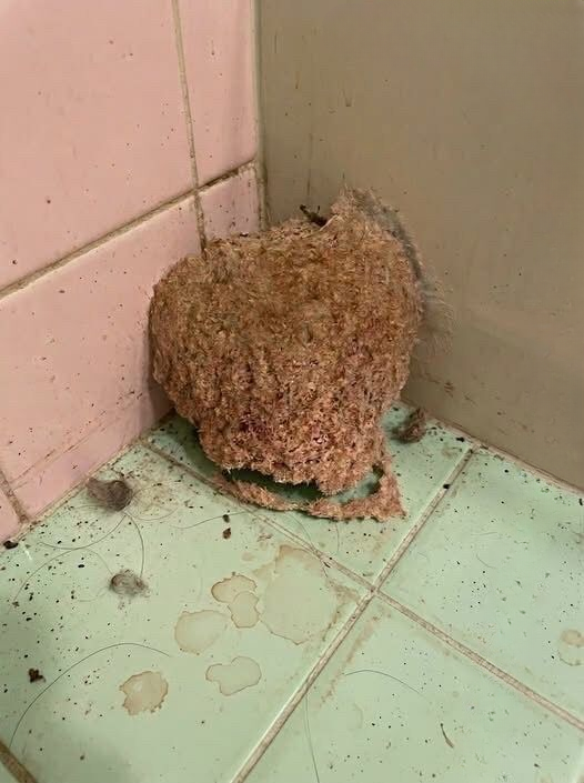 Family Returns From Vacation and Finds a Hornets’ Nest Inside Their Bathroom