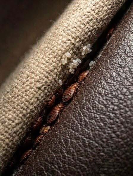 Strange Discovery Hidden in Sofa Cushions Sparks Panic About Bed Bugs
