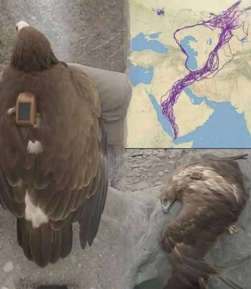 For 20 Years, Scientists Tracked One Eagle — and Its Journey Revealed Something Extraordinary