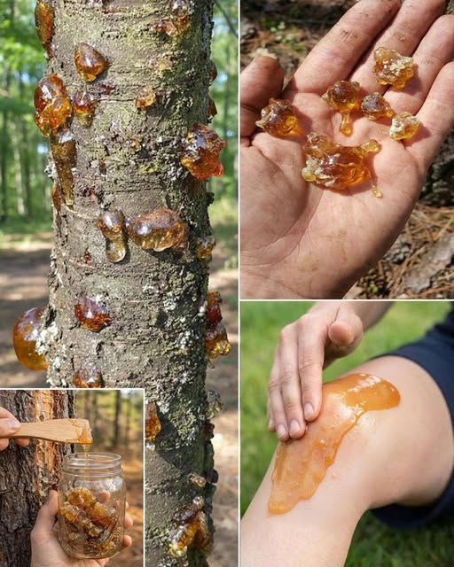 Natural Tree Resin: Traditional Uses, Potential Benefits, and Why People Have Valued It for Centuries