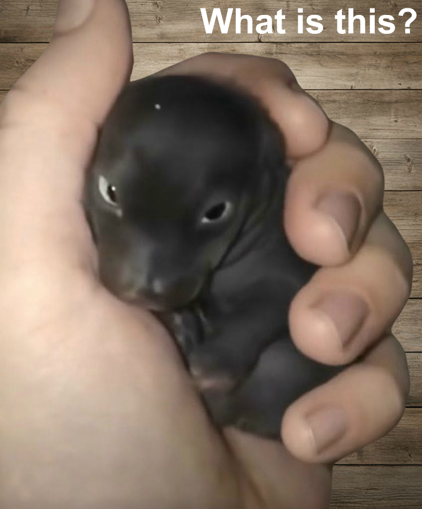 Tiny Animal Mistaken for Abandoned Puppy Turns Out to Be Something Completely Different