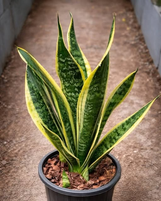Why So Many People Believe Certain Plants Bring Peace, Comfort, and Positive Energy