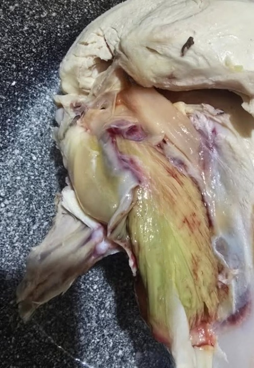 Green Chicken Meat: What Causes It, When It’s Safe, and When You Should Throw It Away