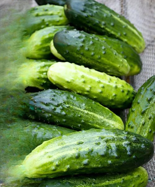 Why Adding Cucumbers to Your Diet May Be One of the Simplest Healthy Habits You Can Adopt