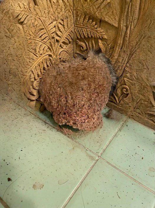 We Came Home From Vacation and Discovered a Strange Structure in Our Bathroom—The Explanation Was Unexpected