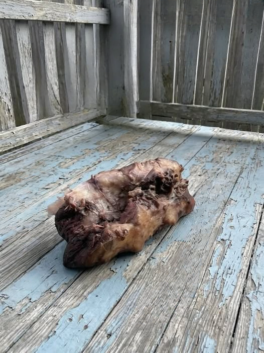 I Thought Someone Had Left Something Terrifying on My Porch — The Truth Was Even More Chilling