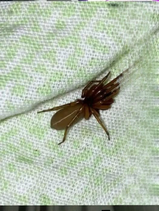 This Spider Doesn’t Build Webs—It Hunts in the Dark Using Speed, Venom, and Uncanny Precision