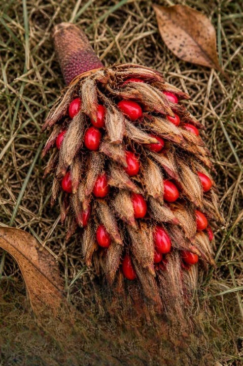 I Found a Strange Red Object Beneath a Tree — The Answer Was Surprisingly Fascinating
