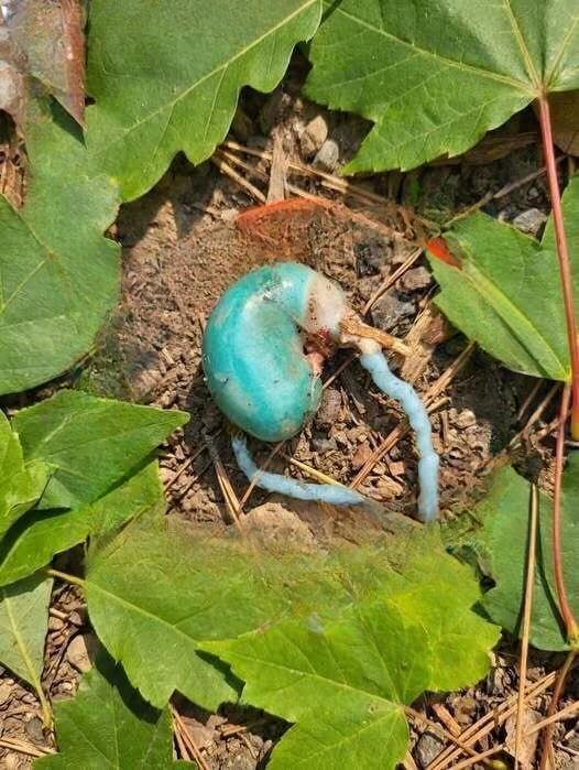 Strange Blue Discovery in the Woods: What Could It Be?