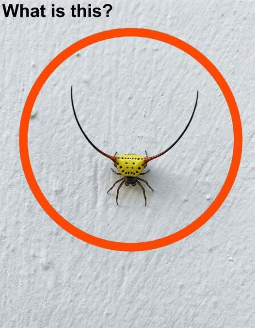Last Night, I Went Into the Garage, Turned on the Light, and Saw This on the Wall