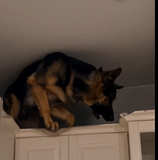 Why My Dog Wouldn’t Stop Staring at the Kitchen Ceiling