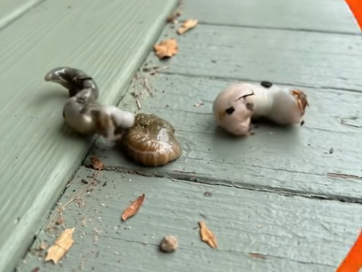 What I Found on My Balcony Froze Me in Terror—Until I Learned What It Really Was