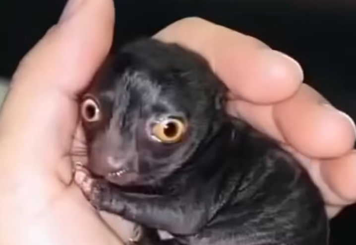 Man Brought Home a Strange Creature From the Forest — A Year Later, He Could Hardly Believe What It Had Become