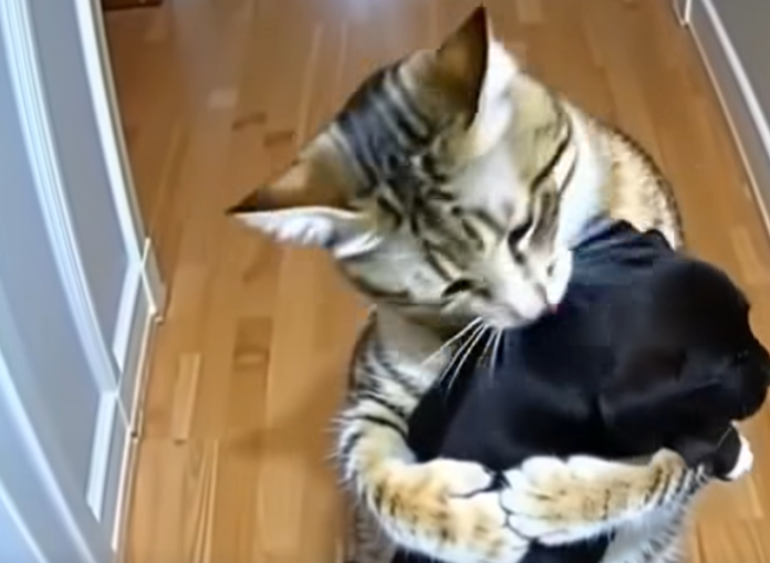 Cat Brings Home Puppies — Then a Policeman Knocks at the Door