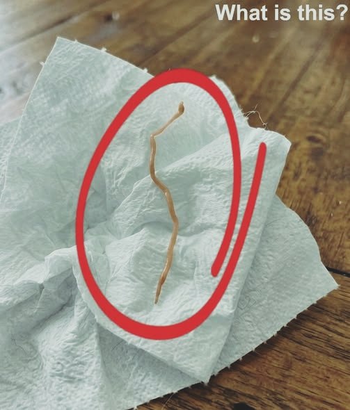 I Found Something Strange in My Dinner — The Explanation Was Simpler Than I Expected